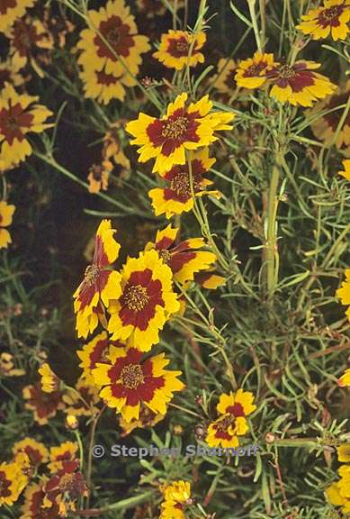 coreopsis tinctoria 1 graphic